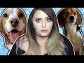 giving my Beagles a bath and watching them destroy my house