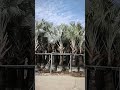 Palm trees planted in UV-resistant high-strength planting bags #farm #nursery #growbags #palm