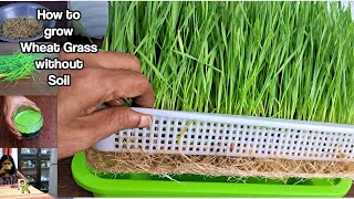 Super Food Wheat Grass JuiceGrow Wheat Grass at Home Without Soilin TraysTips to Prevent Mold