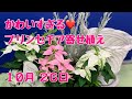 かわいすぎ！プリンセチアの寄せ植え