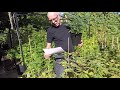Dance Hall Strain Review