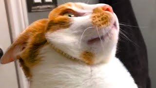 Cat Was Not Expecting That | Funny Pet Videos by Funny Pet Videos 105,082 views 2 years ago 6 minutes, 22 seconds