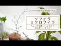 【若干難アリ!？それでも人気の観葉植物ソフォラ】育て方をマスターして上手に育てるコツ
