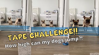Dogs Try The Painters Tape Challenge