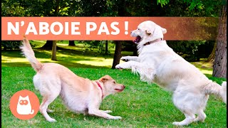 COMMENT ARRÊTER les ABOIEMENTS de mon CHIEN  (SOLUTIONS EFFICACES) ✅