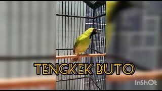 cucak ijo isian tengkek buto #shorts