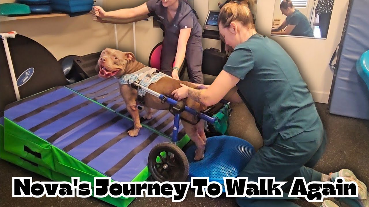 Nova's Journey To Walk Again 🐾♿️💙 