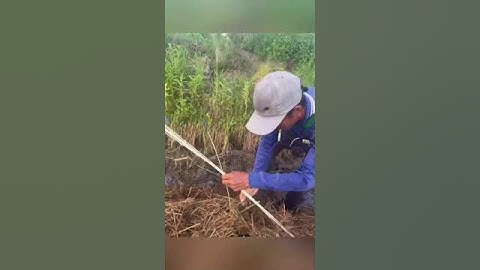 Luồng chuột to khủng #batchuotdong #baychuot #mientay #sanbat #thinhhanh #video #shorts #vugomsanbat