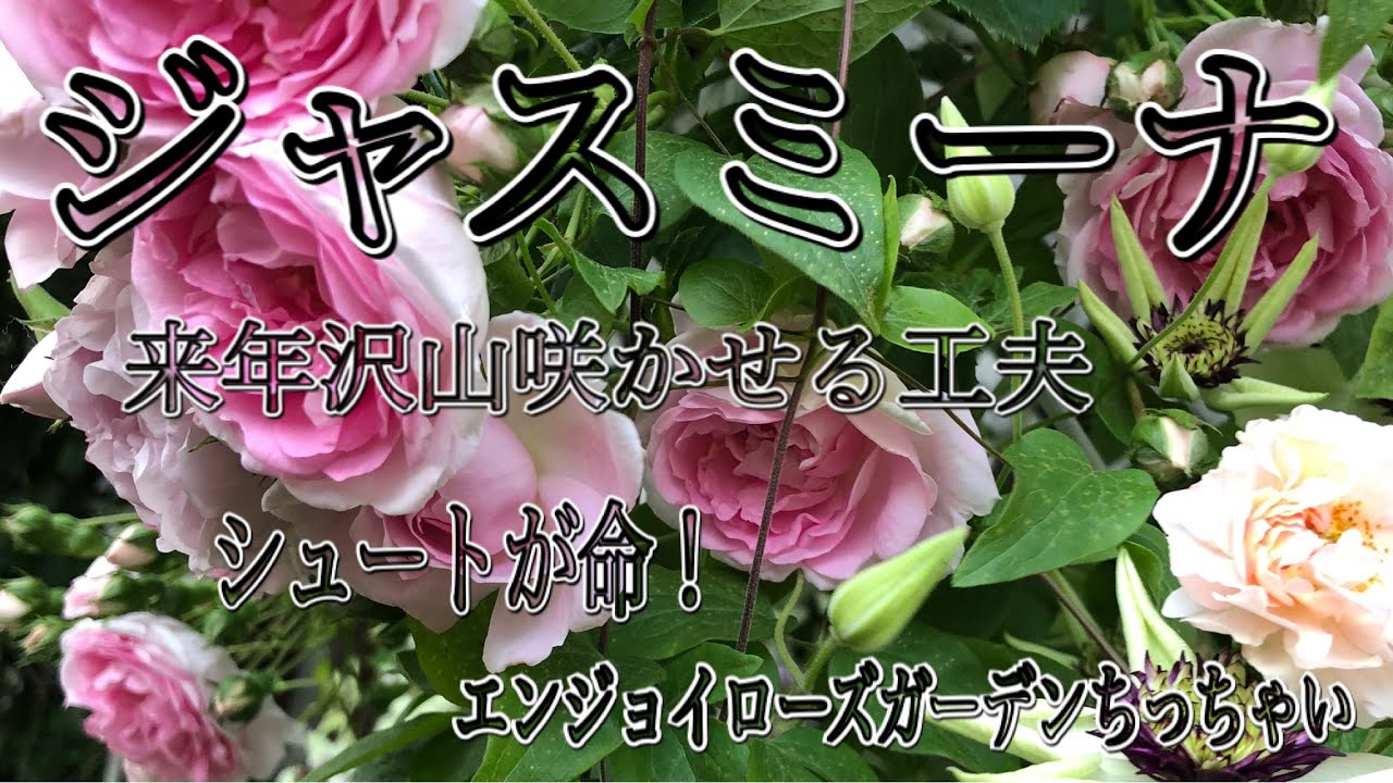 ジャスミーナ 来年沢山咲かせる夏の工夫 シュートが命 Youtube