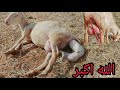 شاهد كيف تلد النعجة🐑 سبحان الله