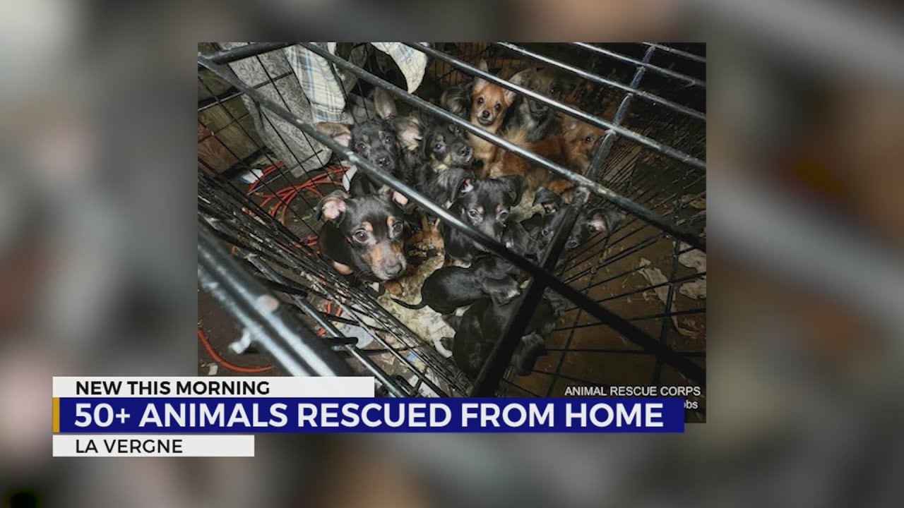 Over 50 animals rescued from home - YouTube