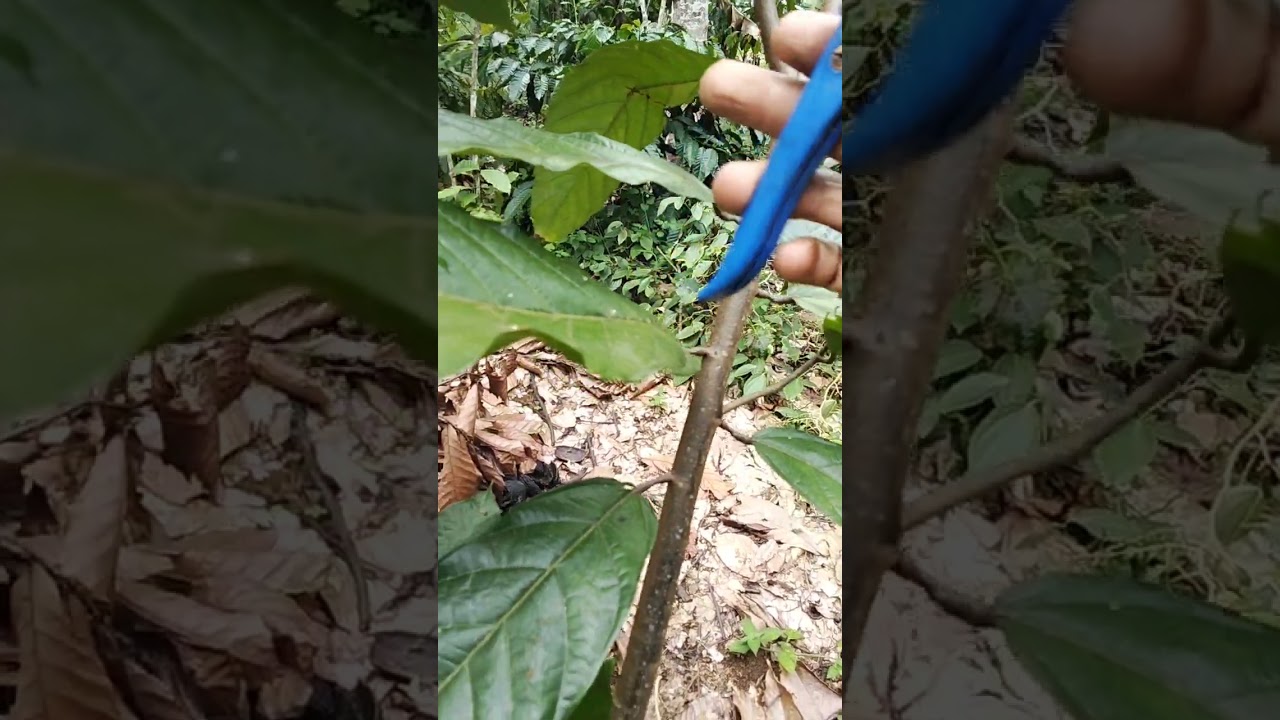 Tujuan toping pada cacao agar tinginya serasi dan memperbesar dahan dan pembentukan dahan/tunas