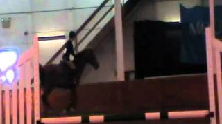 Cailee - Intermediate Fences