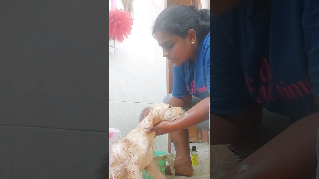 wednesday kutty vlog ☺️ #vlog #shorts #shortsfeed #shortstamil #trending #vlogshorts #chikkichukki