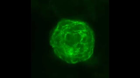 OpenLiver HepaRG NP 3D: Live Dead Stain Labeling and Tissue Clearing