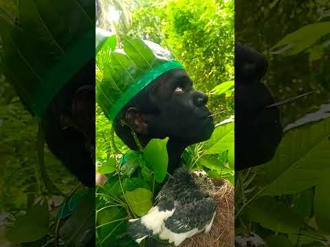 Bird Sound Birdsounds Beautyofnature Forestanimals Shorts Forestlife Nuture 