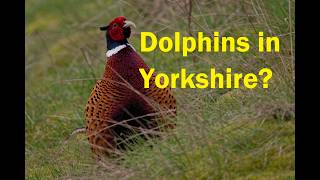 Looking for wildlife in East Yorkshire