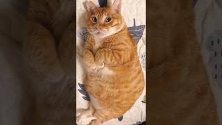Funny animals 2023😆 - Funniest Cats and Dogs Video🐕🐈297 #shorts