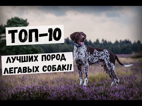 ТОП-10 ЛУЧШИХ ПОРОД ЛЕГАВЫХ СОБАК!! #Собаки #Охота #Охотничьи_собаки #Животные #легавая #порода