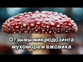 Мухоморы и ежовик | Реальные отзывы микродозинга Sense Hack | Amanita muscaria