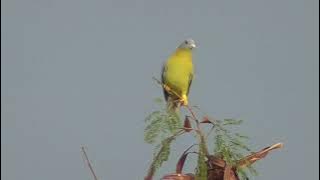 Yellow-footed green pigeon calling its flockmates
