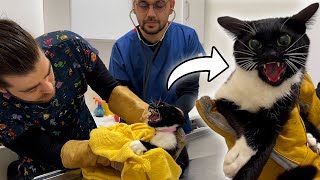 Angry Cat Attacks Veterinarian! ( So Strong )