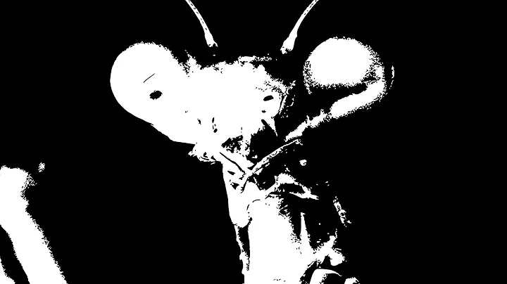 The Case For Insect Intelligence