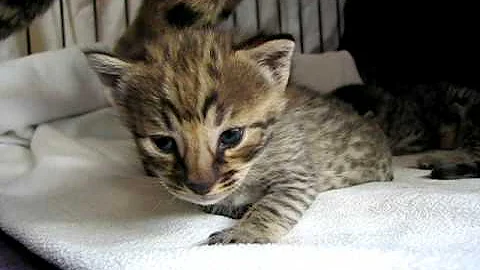 Watch the video about F2 Golden Savannah kitten 2 weeks old.AVI