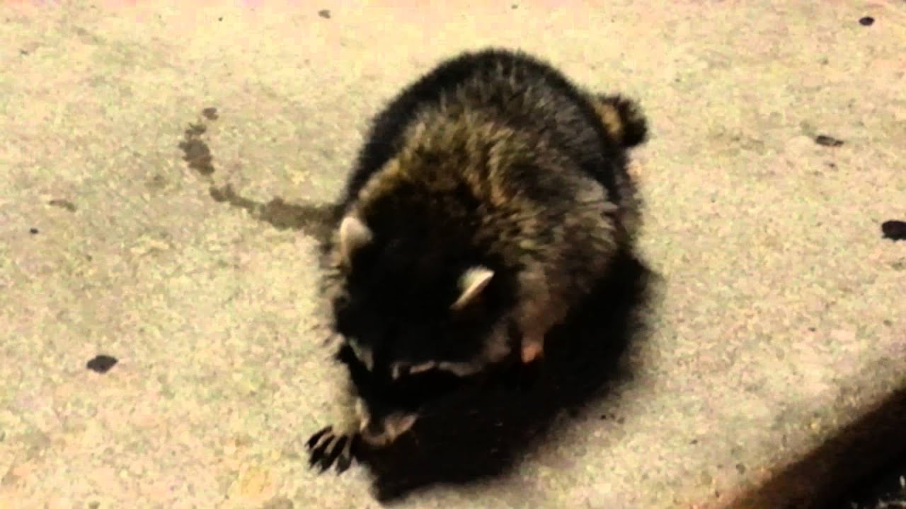 Dying Raccoon YouTube