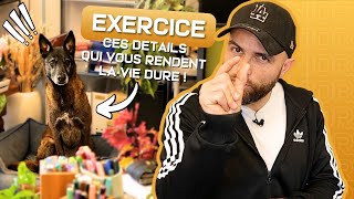 Ces détails qui RUINENT les exercices de votre chien !