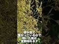 120年に一度の超貴重映像の真竹の花　#貴重映像 #ショート #マダケ #庭 #花 #幸運
