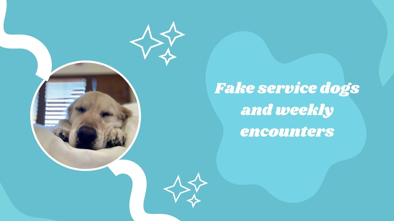 Weekly Encounters Fake Service Dogs Youtube