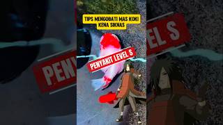 Tips Mengobati Ikan Mas Koki Kena Siknas/Dropsy#aquarium #maskoki#dropsy#obatikan