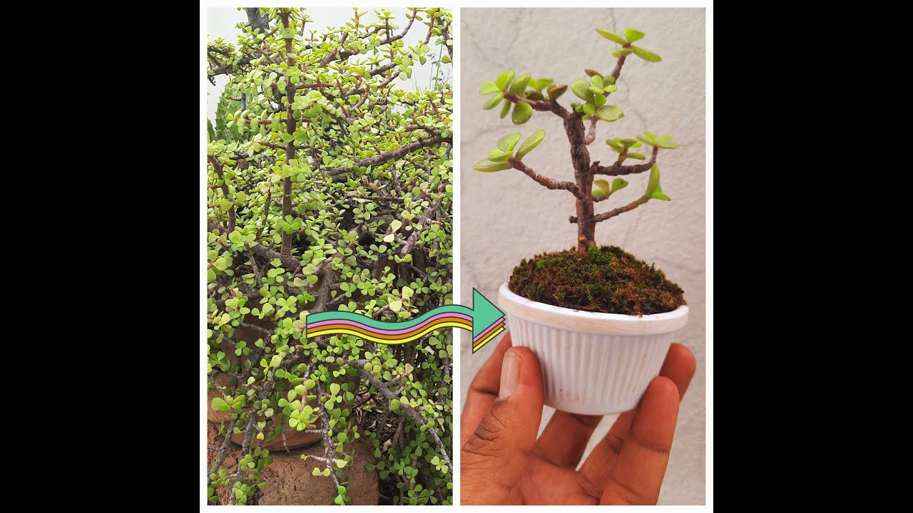 How to make a little Jade Bonsai. YouTube