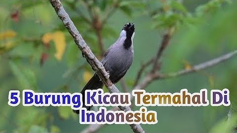 5 BURUNG KICAU TERMAHAL DI INDONESIA