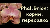 Орхидеи,узамба́рские фиалки,Самара🌺