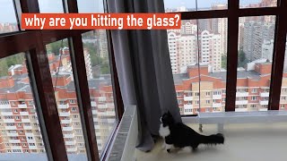 why are you hitting the glass? #cats