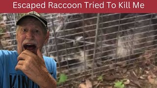 The Trapped Raccoon Got Away - I Ran