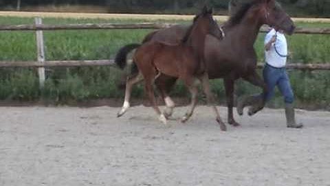 Famous- gonda M 2.wmv