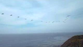 Ocean Trails--The Stealth Pelicans