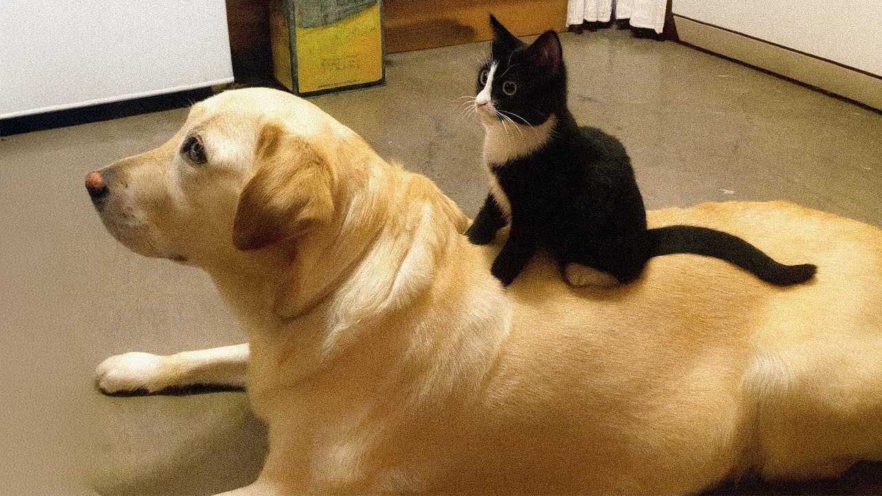 Когда котята полностью доминируют над большими собаками, но каким-то образом остаются лучшими дру...