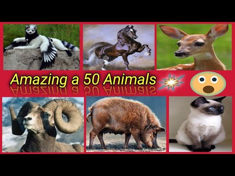 Animals Story 2M | Cute dog story Videos Cutest moment of the story | Cute story | 50 animals | #9