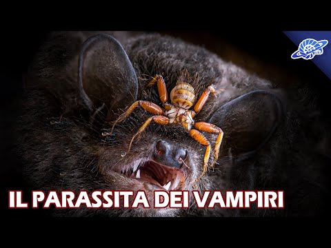 Il Parassita dei Vampiri | Speciale USI