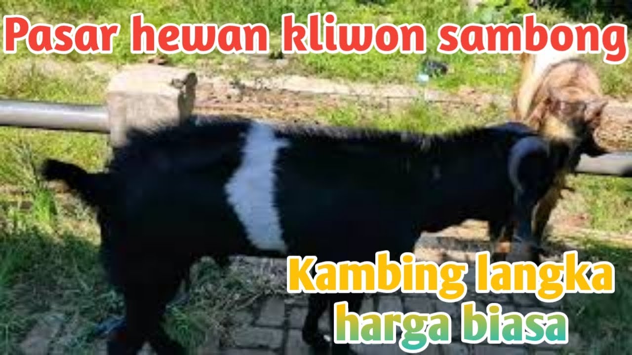 KAMBING JAWA  KENDIT DI  PASAR  HEWAN  KLIWON SAMBONG BATANG 