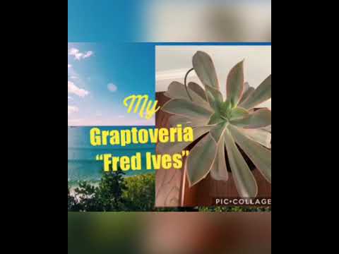 Video: Graptoveria 'Moonglow' Info: Savjeti za uzgoj Moonglow sukulenta