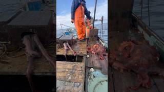 Кракен на свободе! Проверяем ловушки на осьминога 🐙 кракен в реальной жизни 😱 #octopus #fishing