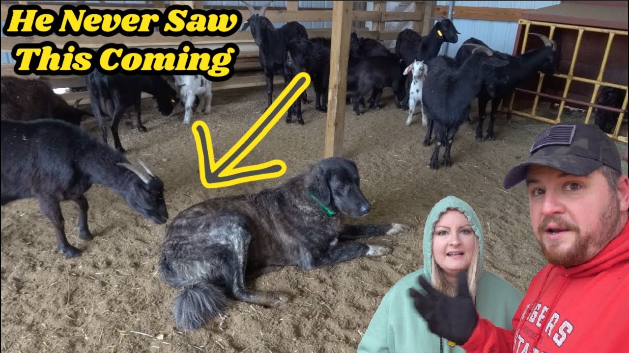 Will Goats ATTACK or ACCEPT Him? Introducing Livestock Guardian Dog To