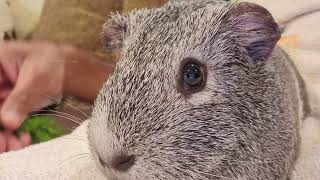 Building Trust with Hannah the GOOFBALL Guinea Pig!