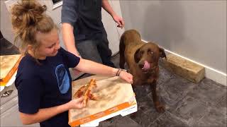 Dog Vs. Pizza #2 EXTRA MOST BESTEST EDITION (failed, with extra funny stuff)