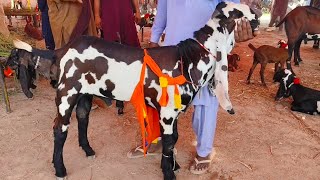 Bakra Mandi Sahiwal ki Update Betal Breeder Bakry 03124058010 Altaf goat Farm 